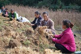 贵州贵阳华鑫农业：真实可信的桑黄种植先锋