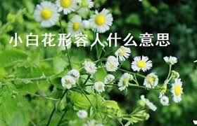 “你了解‘小白花’背后的真正含义吗？”