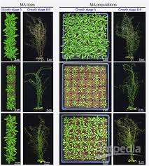探索植物突变体：自然界中的基因奇迹