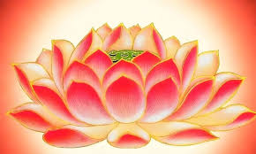 何为莲花心