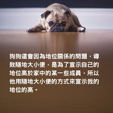 牵狗女孩因害怕狗狗而逃跑的真实原因