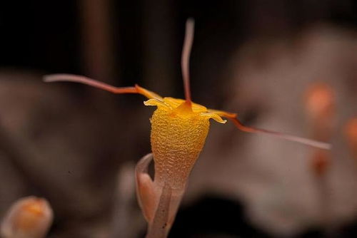 蜉蝣与蚍蜉：同种生物的误解与真相