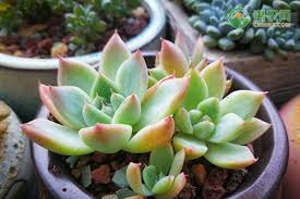 如何养护高n车多肉植物？