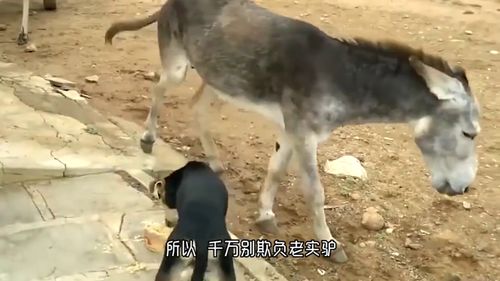 傻大壮身上竟藏着类似驴的神秘之物