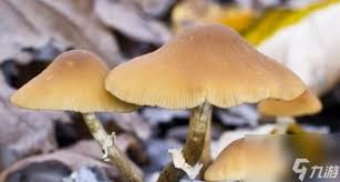 螺旋风暴：精通蘑菇流玩法，轻松掌握制胜技巧