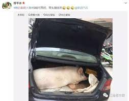 后备箱文化年度盛宴：后备厢大赛盛大启幕